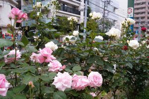 口コミによる熟年女性の茶飲み友達紹介