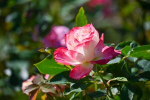 60代男性の死別婚活の想い